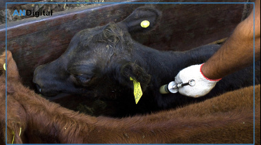 Calendario de vacunación 2026 para las campañas contra la fiebre aftosa