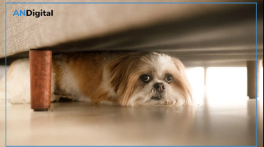 Pirotecnia: impacto silencioso que sufren los animales y el pedido de festejar sin ruido