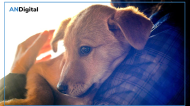 Cómo cuidar la salud de nuestras mascotas durante las Fiestas