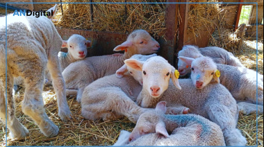 Una raza ovina doble propósito: calidad de carne y lana fina