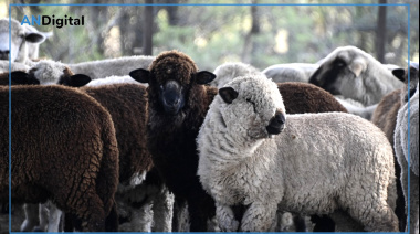 La carne ovina entrerriana recuperó el mercado de Medio Oriente