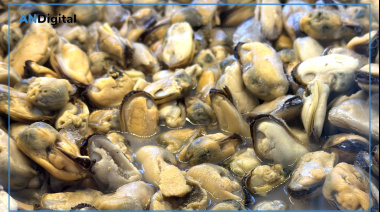 Claves para prevenir intoxicaciones por marea roja