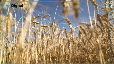 Temperaturas elevadas y lluvias normales, el escenario para cultivos de verano