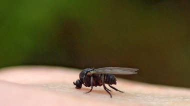 Alerta por la “mosca negra” en el AMBA: qué síntomas provoca la mordedura del barigüí