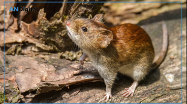 Ni dengue ni cianobacterias: La principal alerta del verano en PBA es por Hantavirus