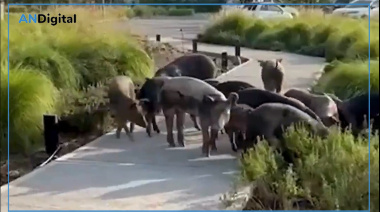 Chanchos salvajes, el nuevo drama de los vecinos de Nordelta