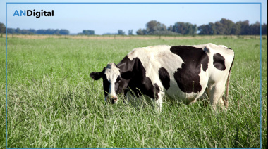 La producción láctea alcanzó el mayor nivel de los últimos 10 años