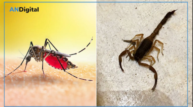 Dengue y alacranes: Medidas de prevención para dos problemas estacionales en La Plata