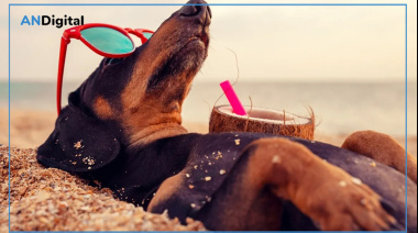 Verano con mascotas: Cómo prevenir urgencias veterinarias en nuestras vacaciones