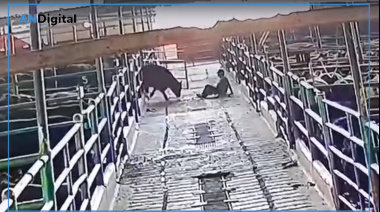 Un toro atacó a un trabajador en un frigorífico de Quilmes y le provocó graves heridas