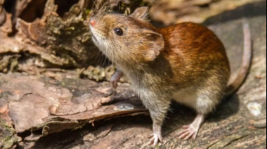 Alerta por hantavirus en la Provincia de Buenos Aires: refuerzan la prevención
