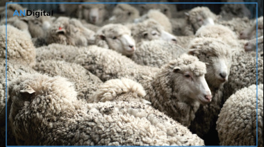 Quedó habilitada la exportación directa de lana sucia