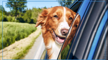 Viajes con mascotas: la importancia de prevenir urgencias veterinarias