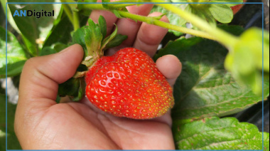 Con respaldo del INTA, “Frutillas del Viento” se expande en Chubut