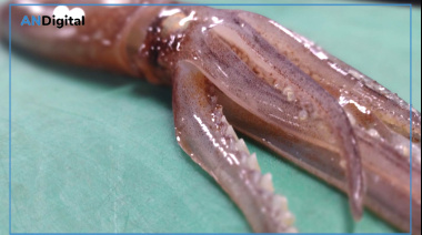 Nueva campaña de evaluación del calamar argentino