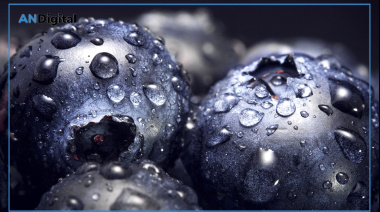 El arándano entrerriano tuvo un auspicioso 2025