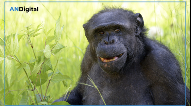 El Bioparque La Plata informó el fallecimiento del chimpancé Tomy