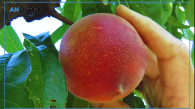 Tehuelche, Chamamé y Rosalinda: nuevas variedades de durazno que llegan al mercado