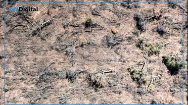 Dramática y constante pérdida de bosques en el norte