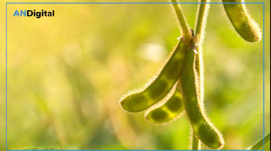 Soja, carne y yerba: producciones tradicionales en baja