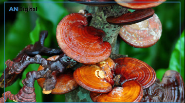 Hongo Reishi, aliado clave en la misión postverano de recuperación cutánea