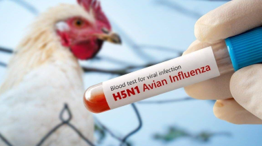 Detectaron un caso de gripe aviar en CABA y recomiendan evitar el contacto con aves en parques y reservas