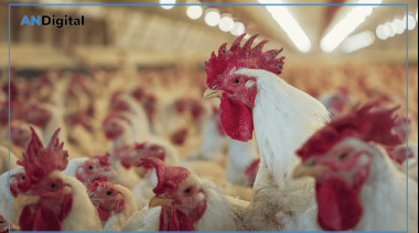 Detectan un caso de gripe aviar en CABA: Recomiendan evitar contacto con aves en parques y reservas