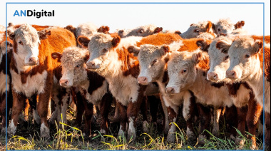 Las razas multiplican su presencia en Expoagro