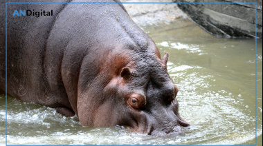 Buen viaje, Hipólito: murió el hipopótamo del Bioparque de La Plata