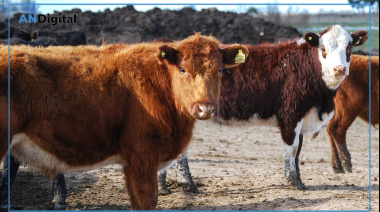 Federación Agraria acusa al Gobierno de poner en riesgo la sanidad animal