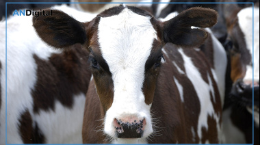 Desde la asunción de Milei cerraron más de mil tambos en territorio bonaerense