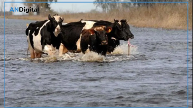 Más de 200 milímetros ponen en jaque la cosecha en la zona centro bonaerense