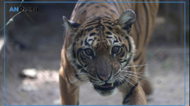 Tristeza por el fallecimiento de la tigresa Flora: ¿De qué murió?