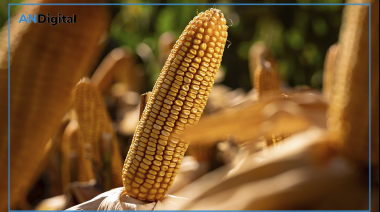 Denuncian cartelización en el mercado de semillas y cruzan al Gobierno por “faltar a la verdad”