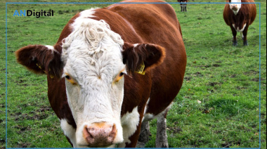 Medidas excepcionales para la ganadería ante contingencias climáticas