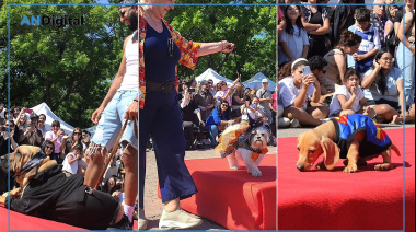 Gran desfile de mascotas en La Plata: Cuándo es, dónde y qué se podrá hacer