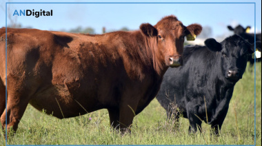 Argentina potencia la genética bovina con tecnología reproductiva de alto valor