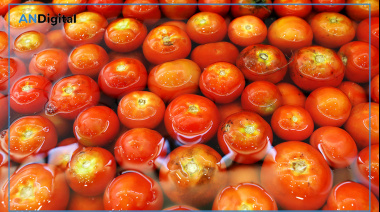 Economía circular: en alianza con productores locales, nace el tomate deshidratado de la UNLP