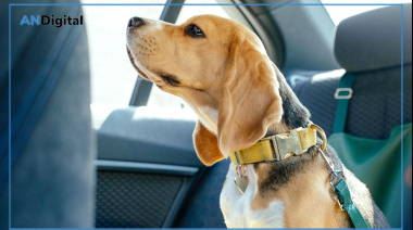 Día del Animal: guía para viajes seguros y para que nuestras mascotas no pasen frío