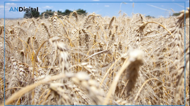 El campo apuesta a otra gran campaña: optimismo en el sudoeste pese al aumento de costos