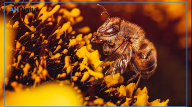 Día Mundial de las Abejas: rol clave para la biodiversidad, la nutrición y el desarrollo rural