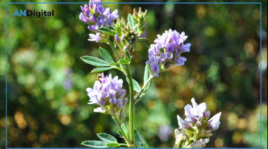 Exponencial crecimiento de las exportaciones de alfalfa