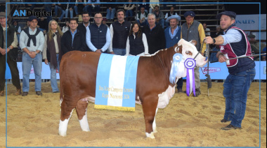 Los terneros Braford mostraron en Corrientes el gran presente de la raza