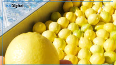 Certificaron 27 mil toneladas de limones exportados desde el norte bonaerense