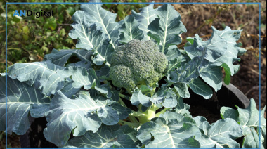 Descarga gratuita: el INTA presentó un Manual de Horticultura