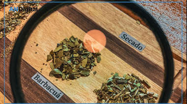 Buenos Aires recibe a la primera edición del Mundial de la Yerba Mate