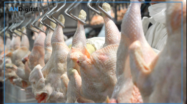 Argentina vuelve a exportar carne aviar a Chile y Perú