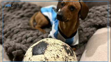 Mundial y mascotas: cómo cuidarlas para disfrutar de la juntada futbolera