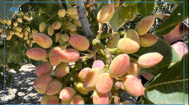 La superficie cultivada de pistacho creció fuerte y le gana terreno a la vid