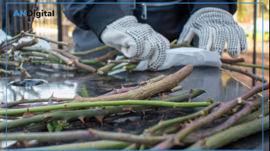 Poda de invierno en el Rosedal de Palermo y entrega gratuita de esquejes